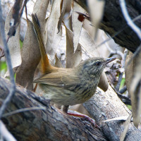 Chestnut-rumped Heathwren